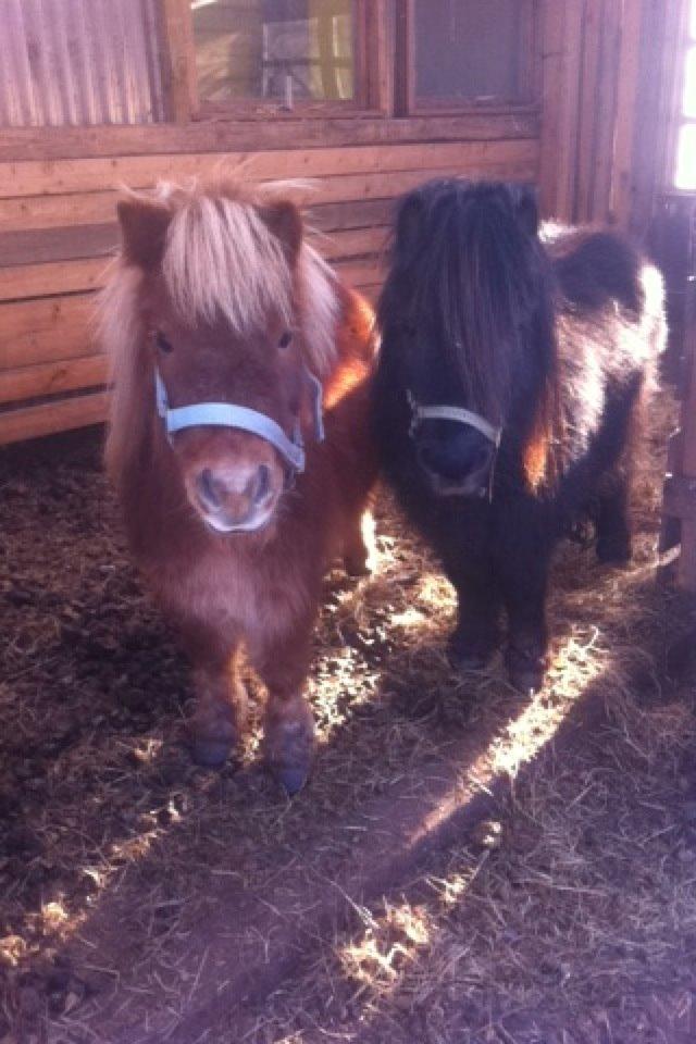 Anden særlig race Chikko billede 3