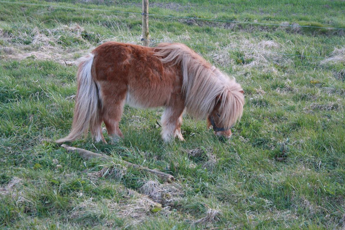 Anden særlig race Chikko billede 8