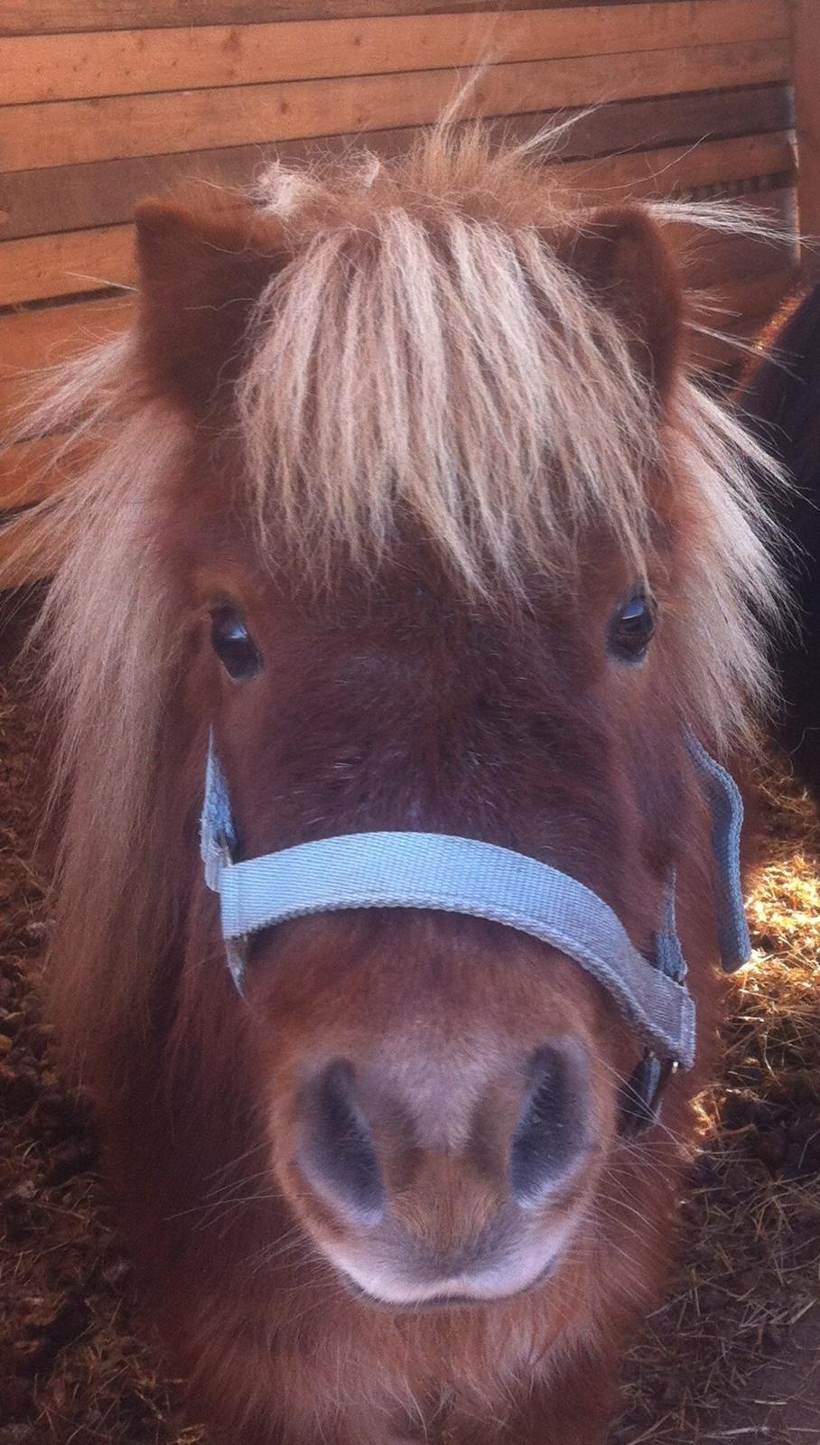 Anden særlig race Chikko billede 1