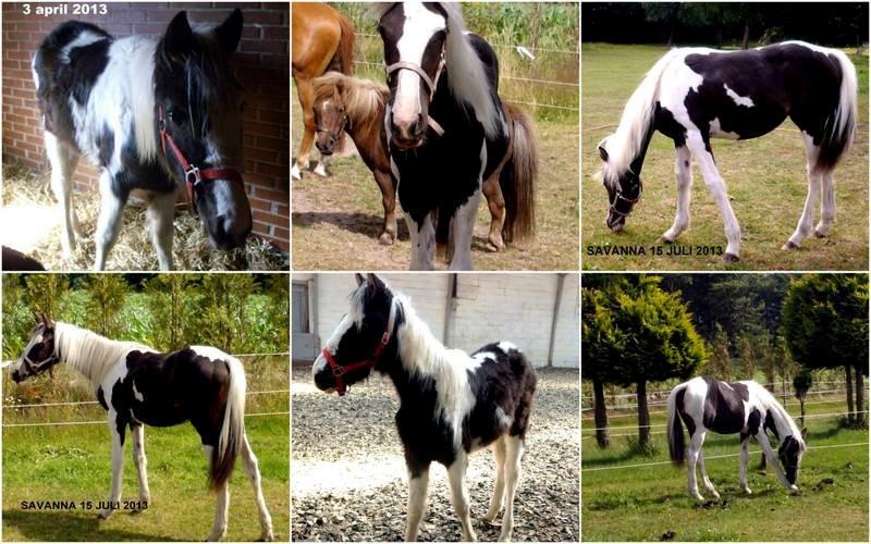 Pinto Savanna billede 19