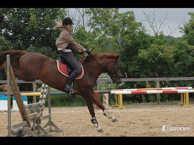 Dansk Varmblod Appassionata billede 21