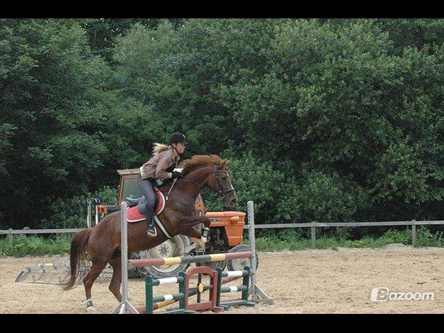 Dansk Varmblod Appassionata billede 22