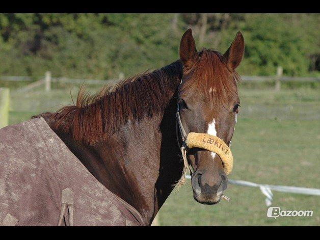 Dansk Varmblod Appassionata billede 29