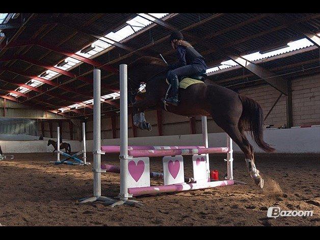 Dansk Varmblod Appassionata billede 31