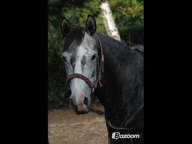 Oldenborg Cassandra *STJERNE* billede 30