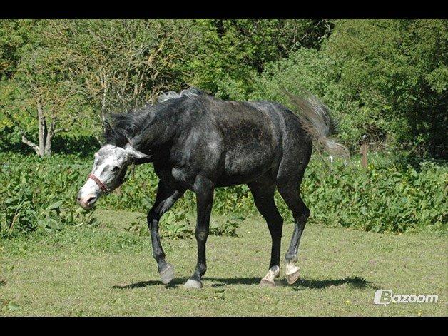 Oldenborg Cassandra *STJERNE* billede 22