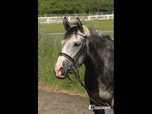 Oldenborg Cassandra *STJERNE* billede 50