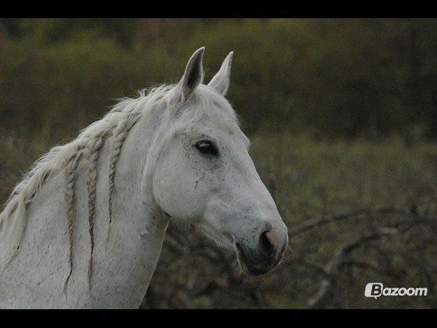 Oldenborg Emdegårds Ninet billede 27