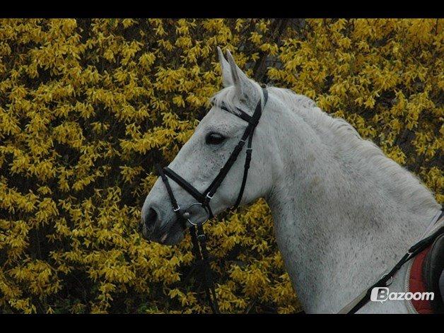 Oldenborg Emdegårds Ninet billede 30