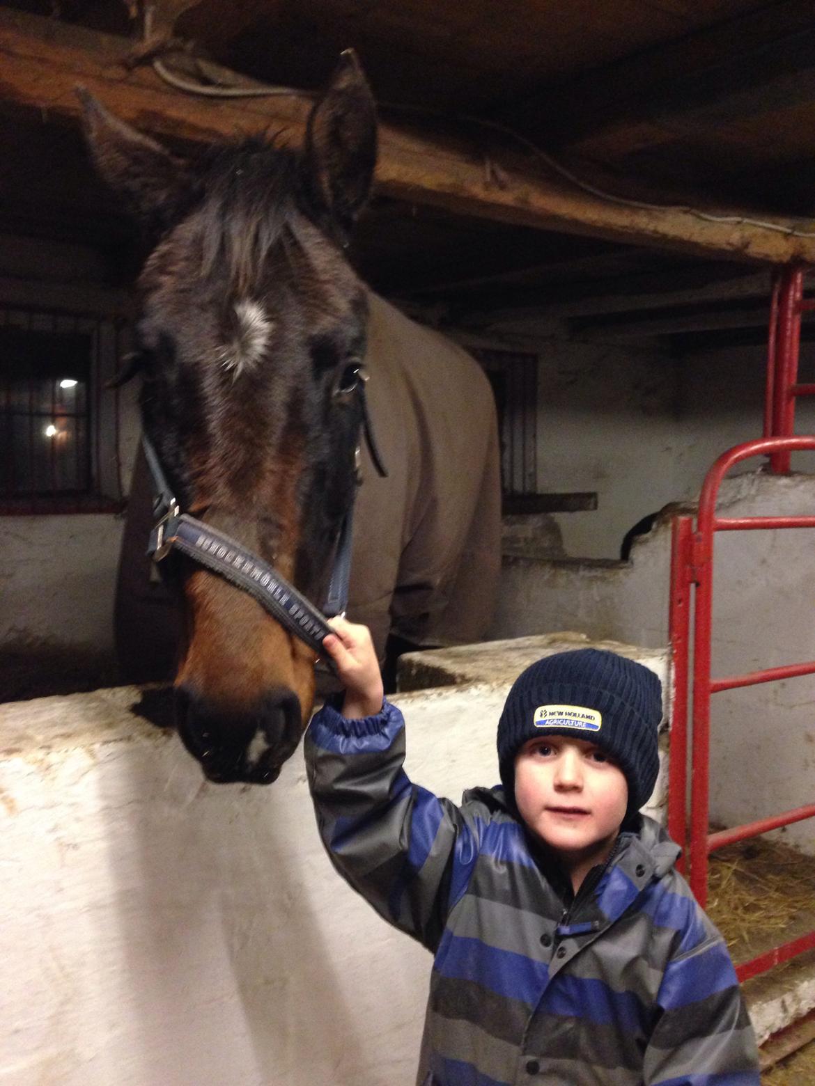 Dansk Varmblod Bakkegaardens Aslan (Tabasco) - 2 af mine ynglings drenge <3 billede 32