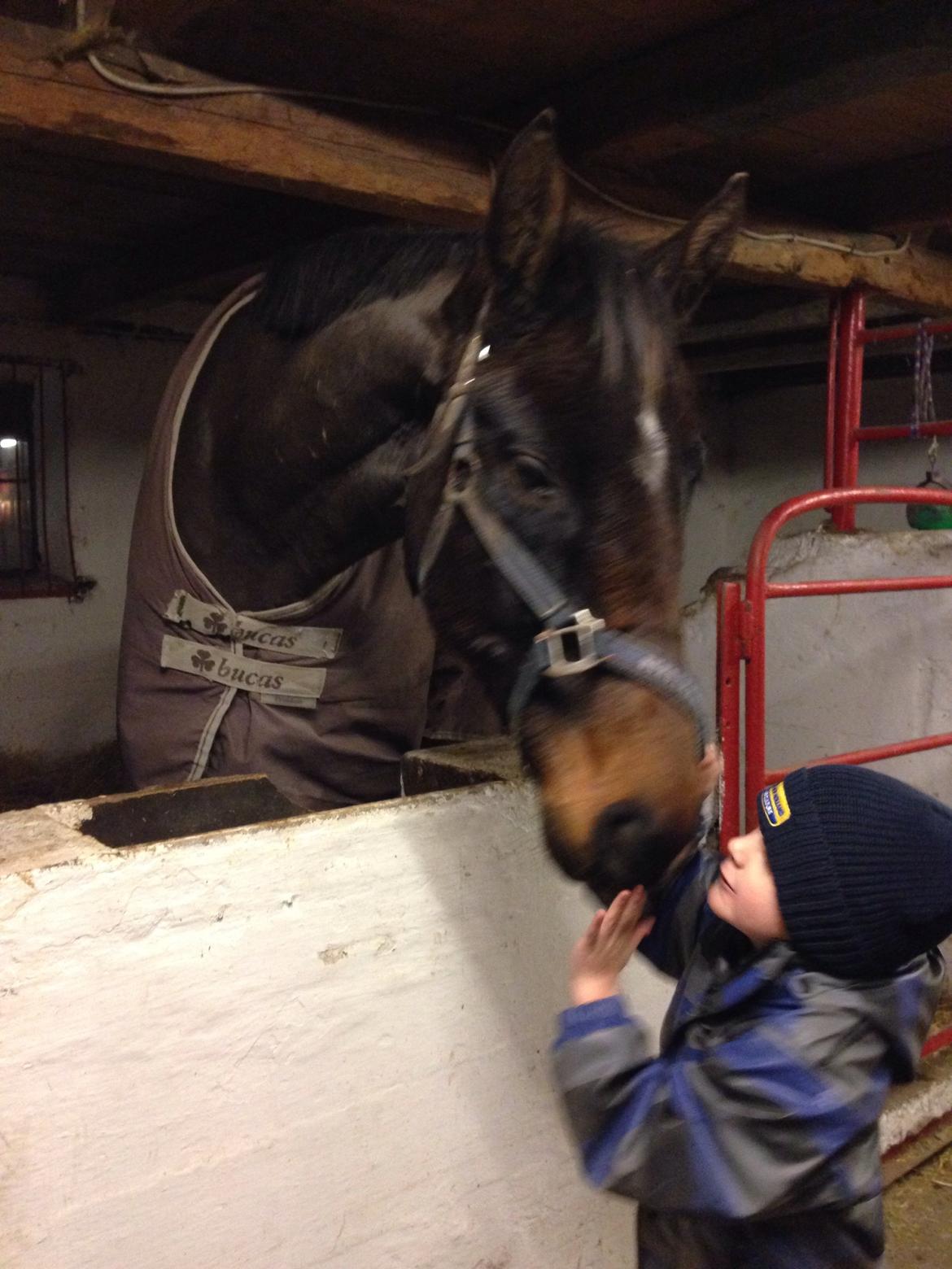 Dansk Varmblod Bakkegaardens Aslan (Tabasco) billede 30