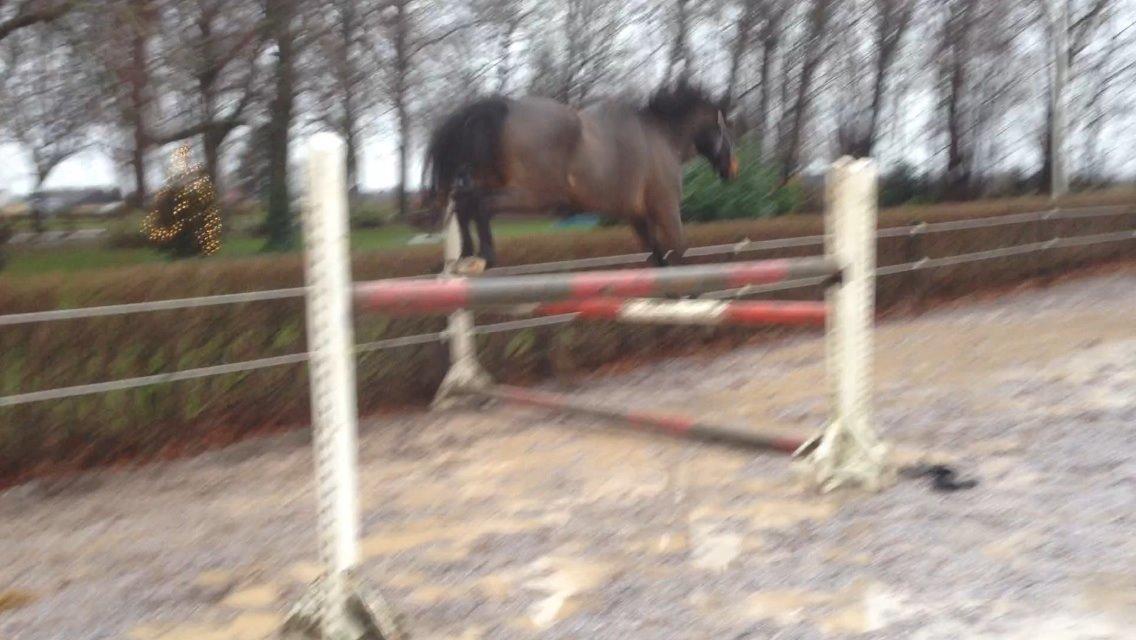 Dansk Varmblod Bakkegaardens Aslan (Tabasco) - Tabascos første løsspring :) billede 34