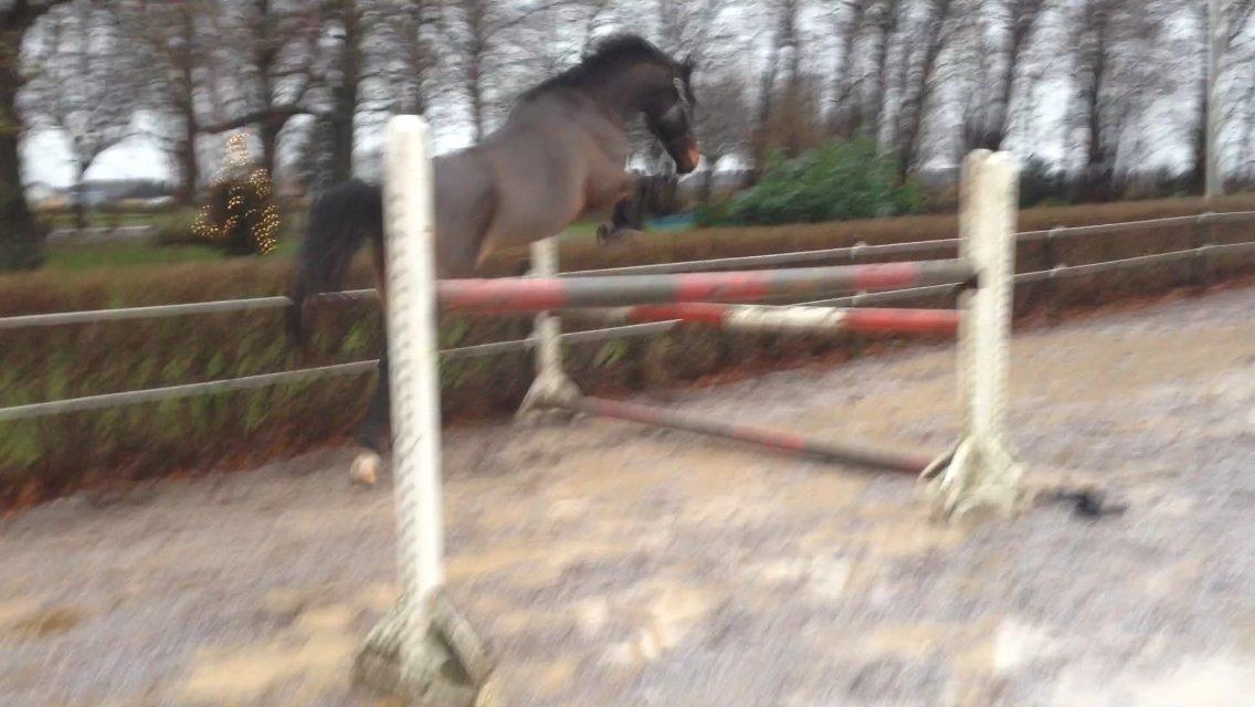 Dansk Varmblod Bakkegaardens Aslan (Tabasco) - Tabasco første løsspring  billede 33