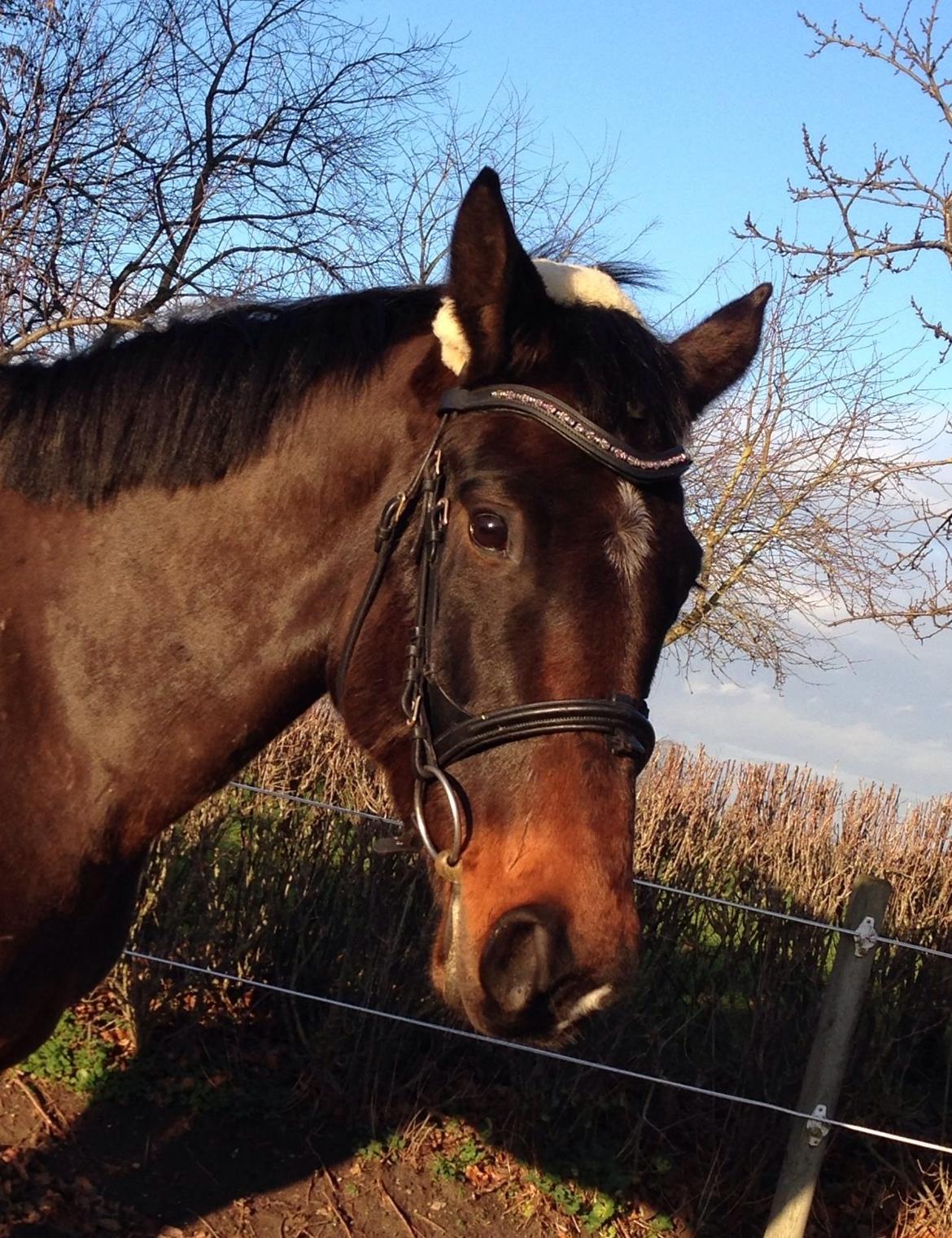 Dansk Varmblod Bakkegaardens Aslan (Tabasco) billede 35