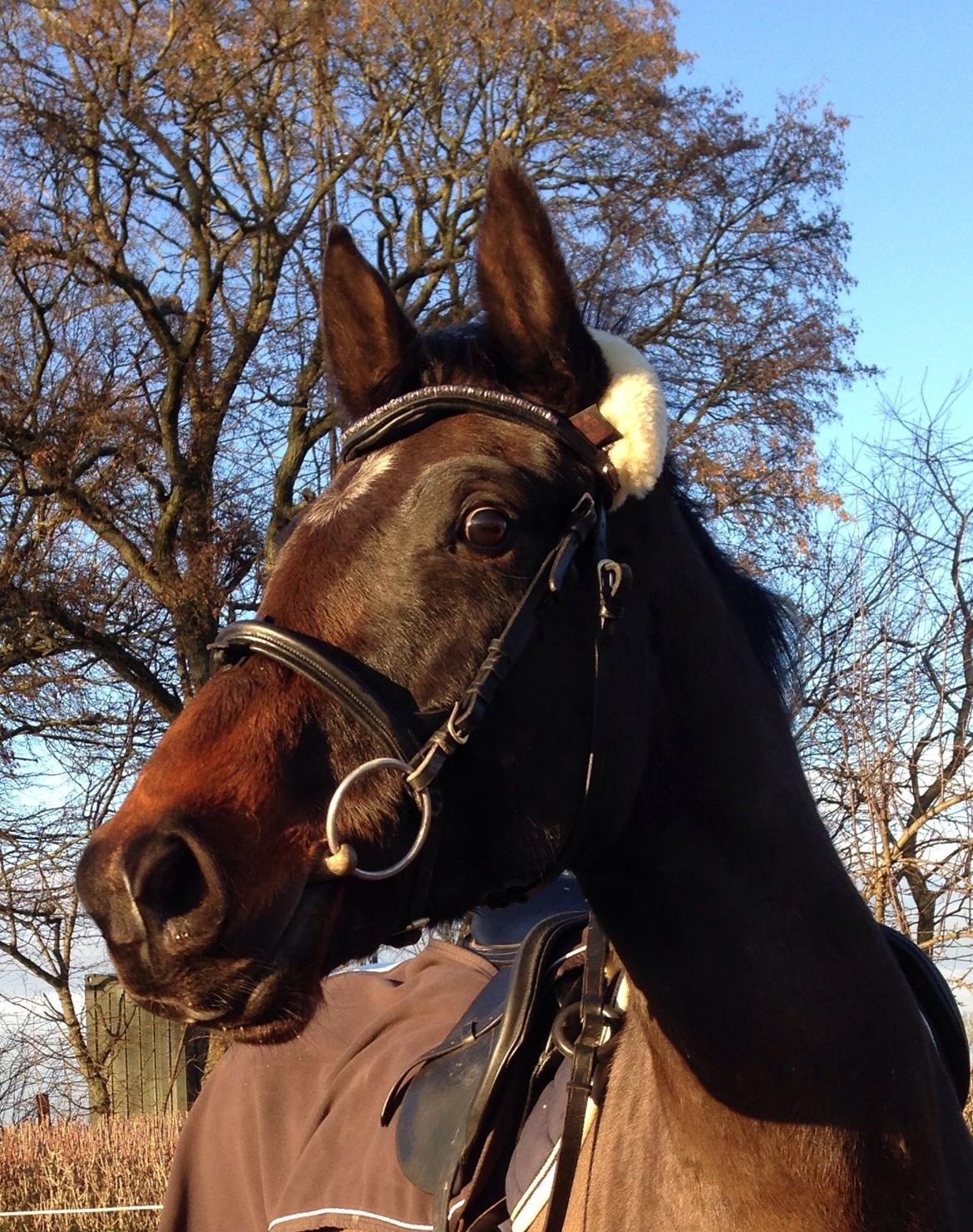 Dansk Varmblod Bakkegaardens Aslan (Tabasco) billede 36