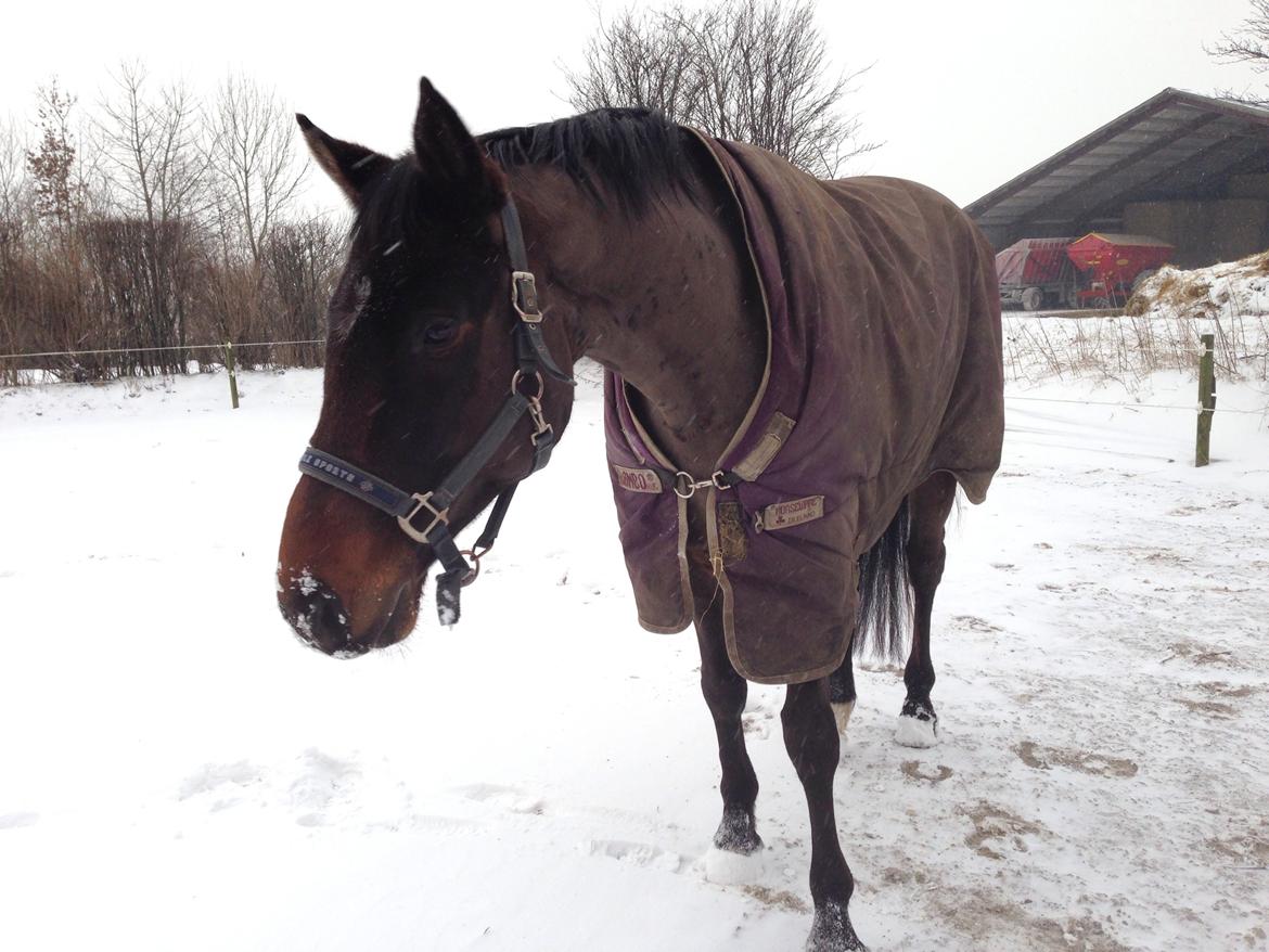 Dansk Varmblod Bakkegaardens Aslan (Tabasco) - Lækker  billede 38