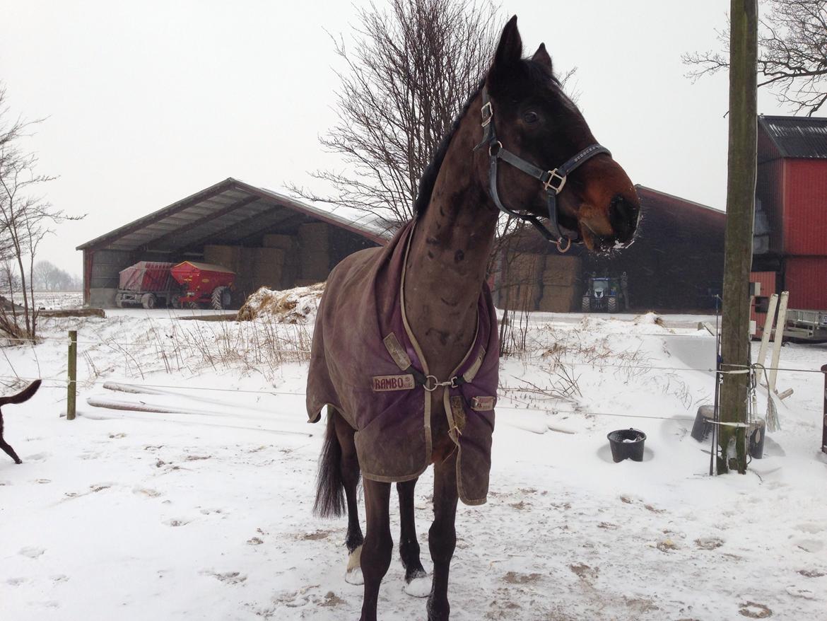 Dansk Varmblod Bakkegaardens Aslan (Tabasco) billede 39