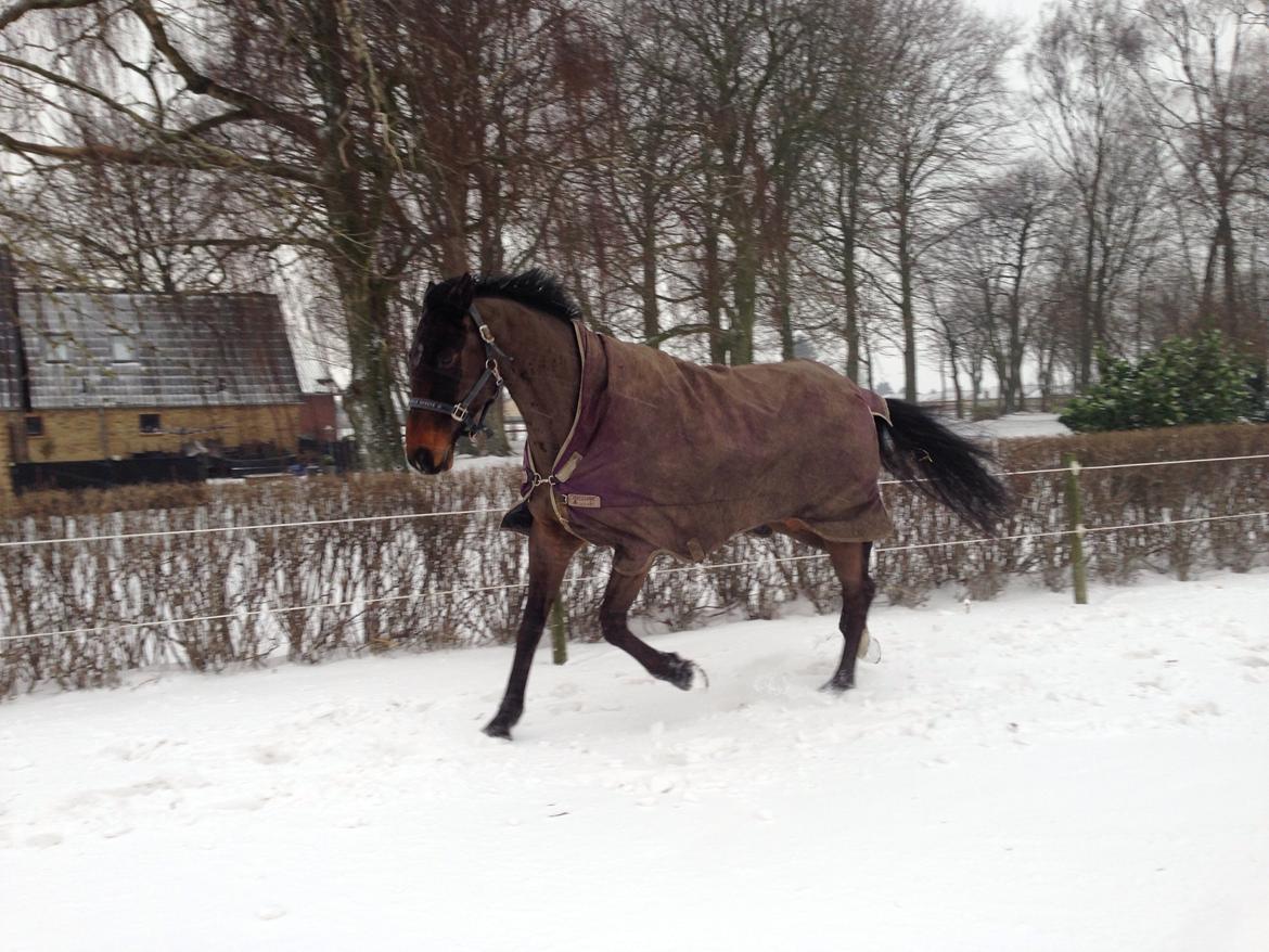 Dansk Varmblod Bakkegaardens Aslan (Tabasco) billede 40