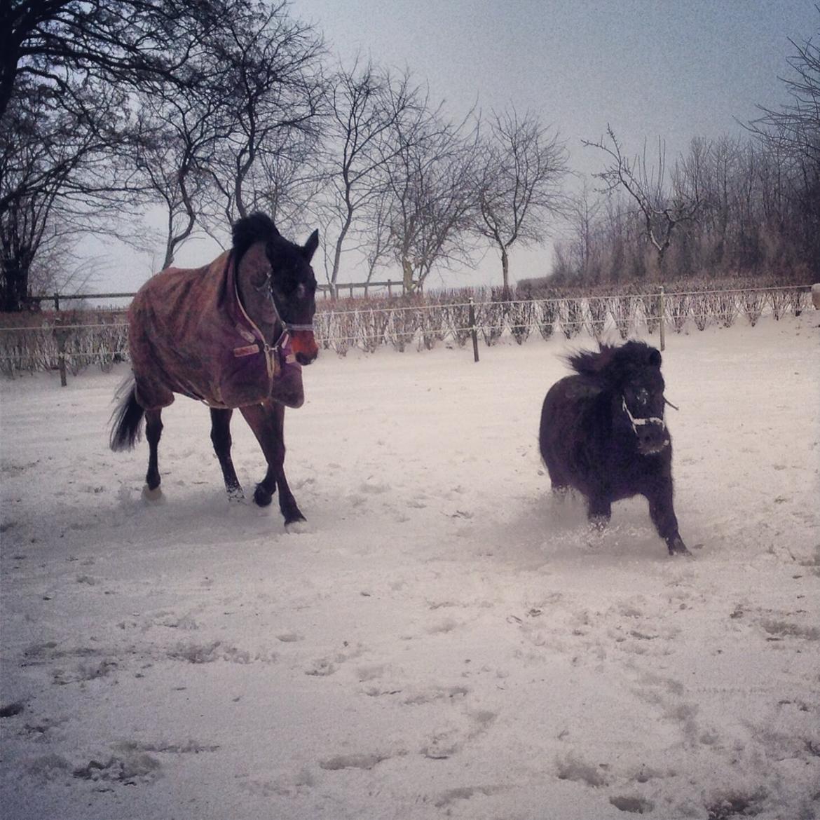 Dansk Varmblod Bakkegaardens Aslan (Tabasco) - Tabasco og vilde Claus leger i årets første sne :) billede 41