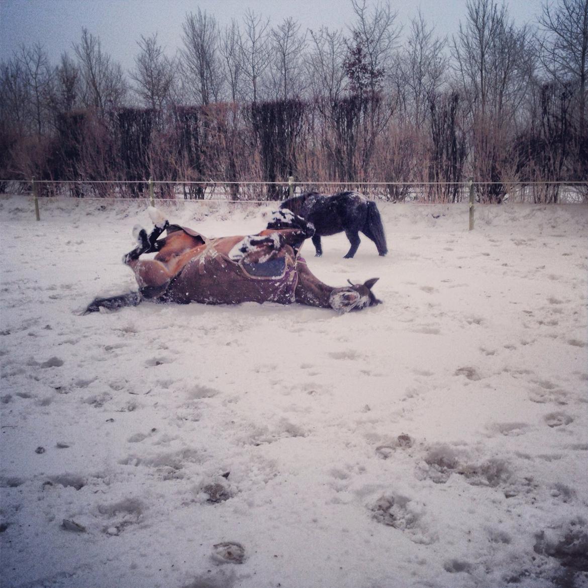Dansk Varmblod Bakkegaardens Aslan (Tabasco) - Uhhh det er lækkert:D billede 42