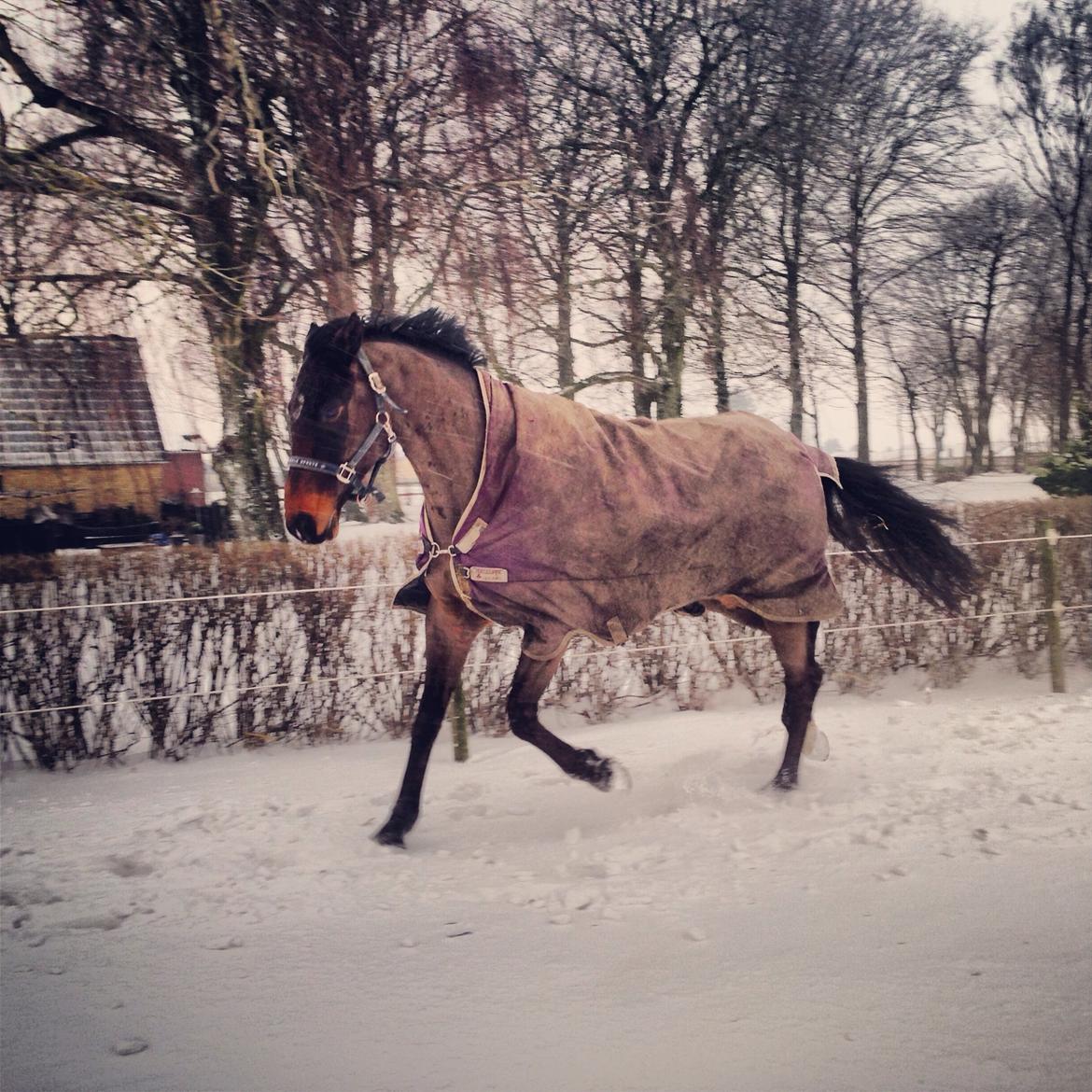 Dansk Varmblod Bakkegaardens Aslan (Tabasco) billede 43