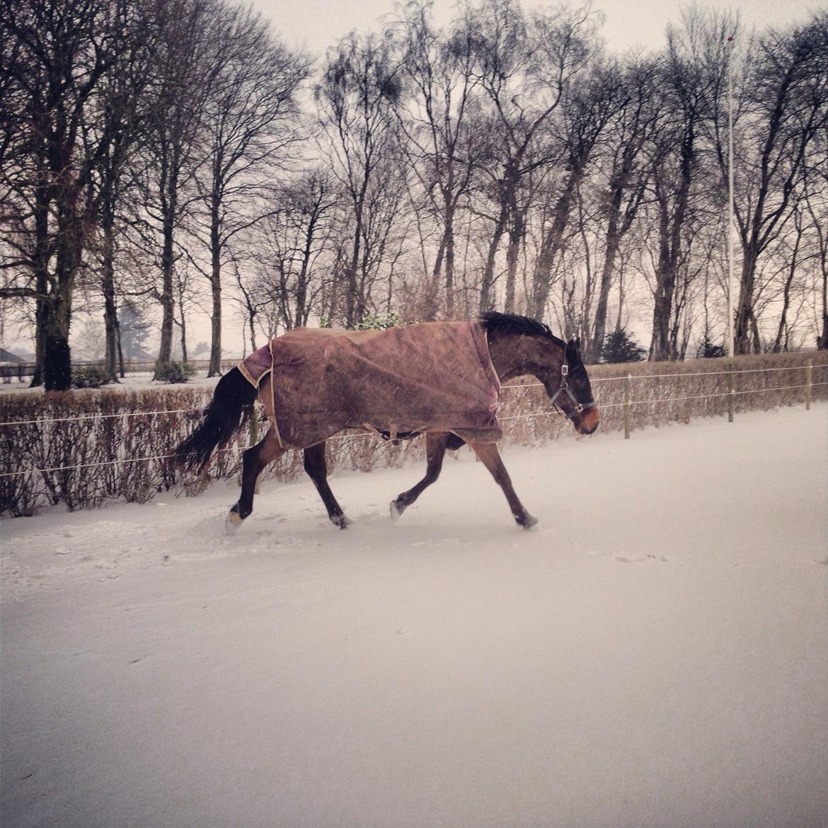 Dansk Varmblod Bakkegaardens Aslan (Tabasco) billede 44