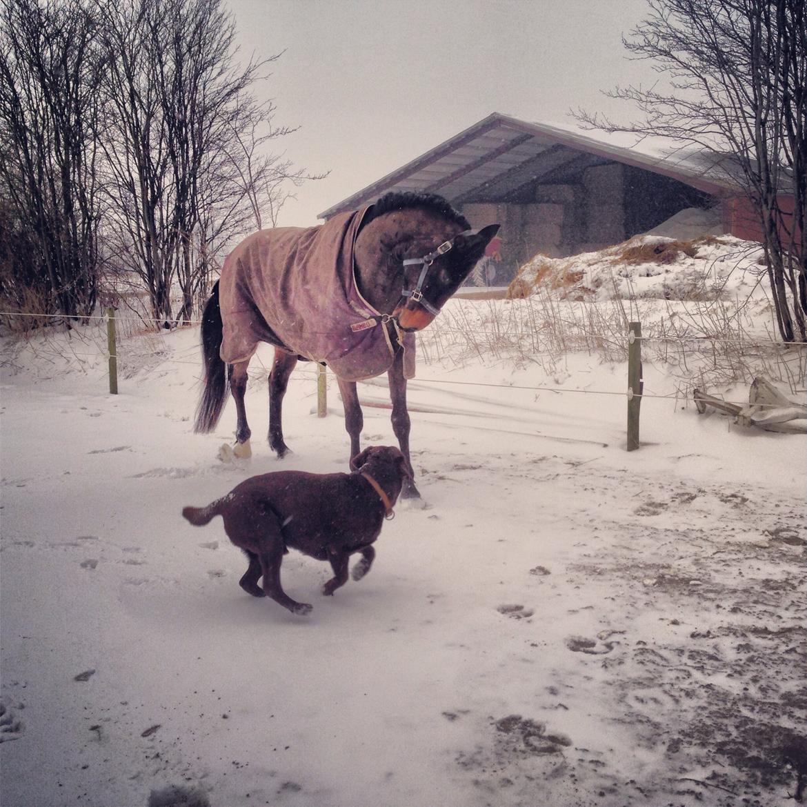 Dansk Varmblod Bakkegaardens Aslan (Tabasco) billede 8