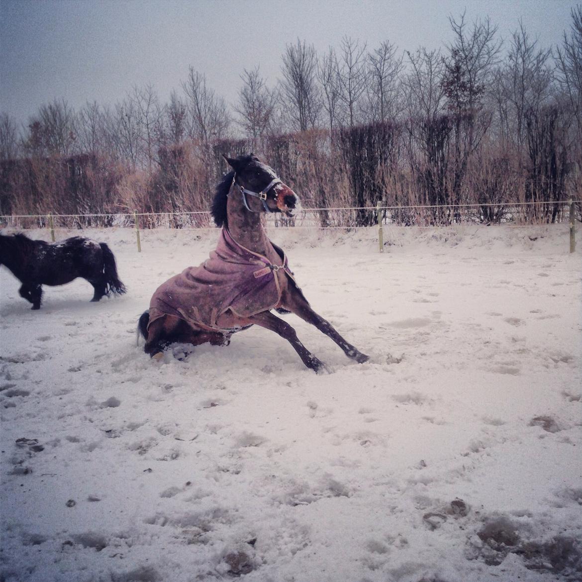 Dansk Varmblod Bakkegaardens Aslan (Tabasco) billede 45