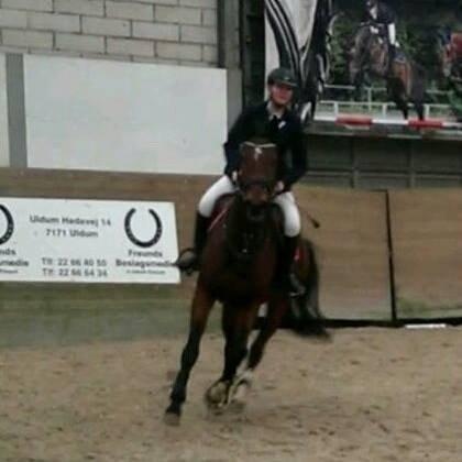 Dansk Varmblod Kronborgdiges Flika. ( låne hest) billede 21