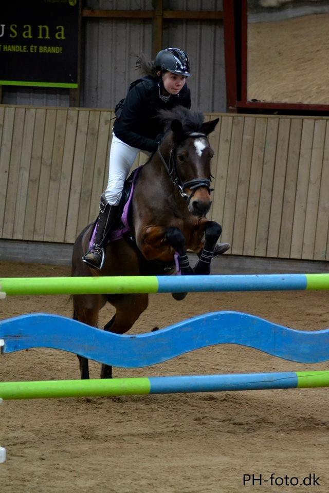 DSP Bæklunds Malacca ***SOLGT*** - Brønderslev Rideklub, Billedet er taget af Pernille Hansen billede 16
