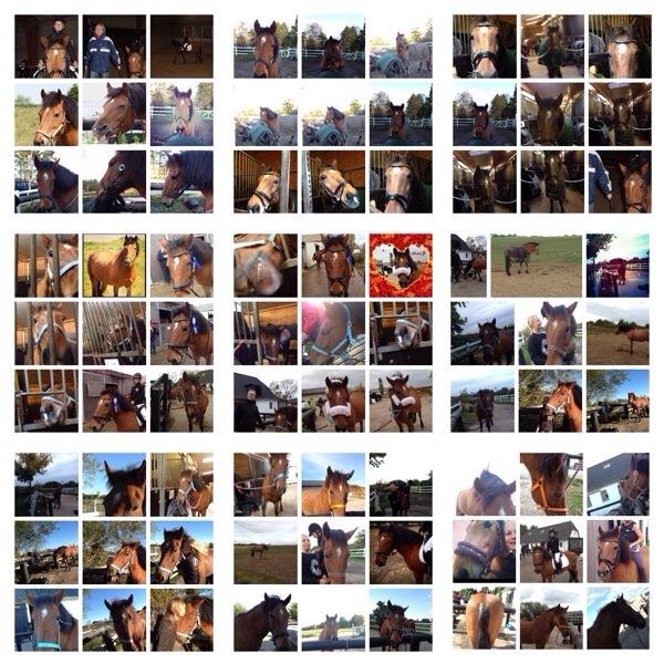 Anden særlig race Vsr st. laban - LABAN LABAN OG MEGET MERE LABAN! <3 billede 11