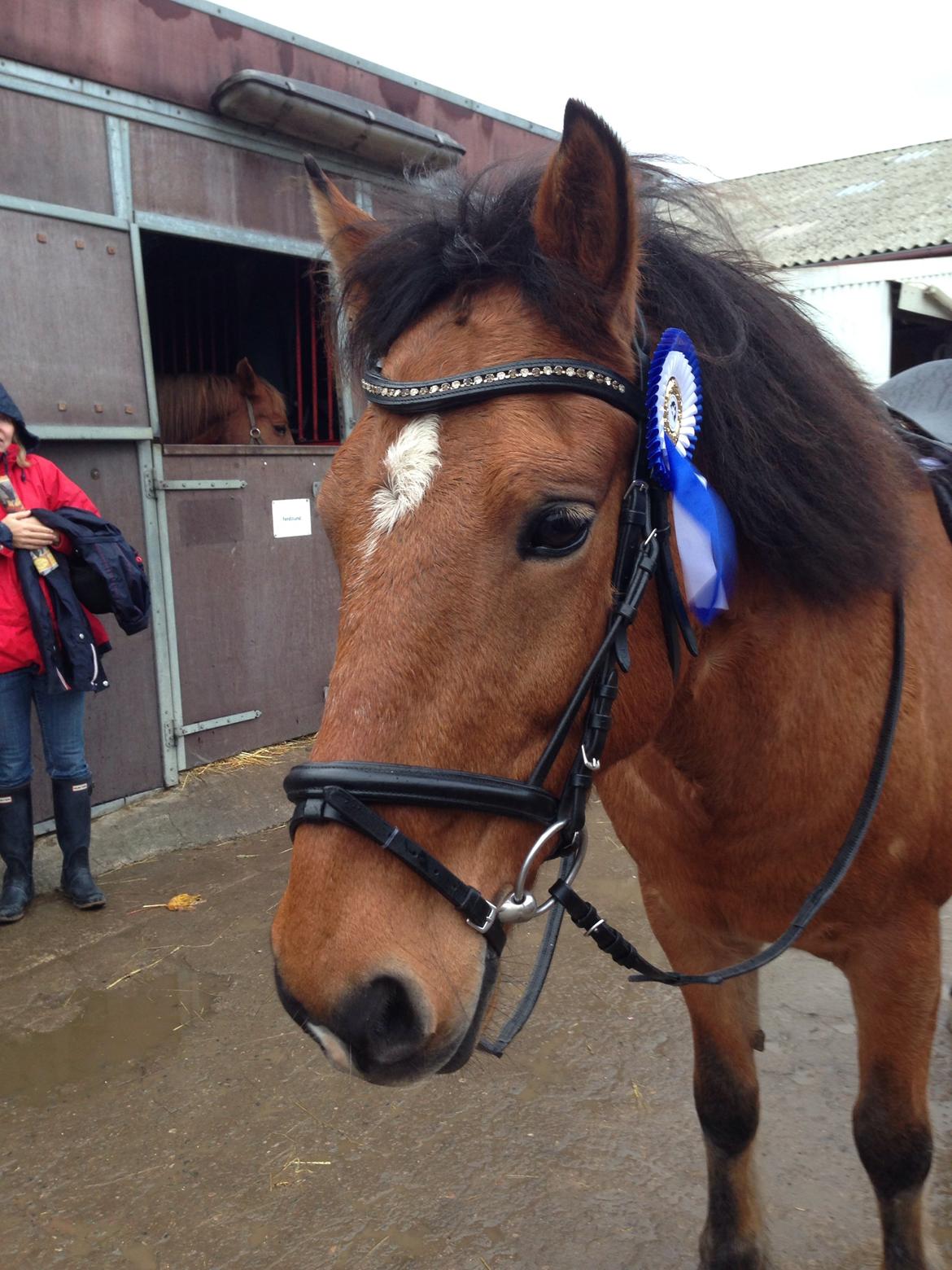 Anden særlig race Vsr st. laban - lc1 2.plads<3 du den bedste laban<33 billede 12