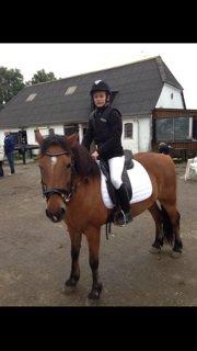 Anden særlig race Vsr st. laban - dressur!<3 billede 13