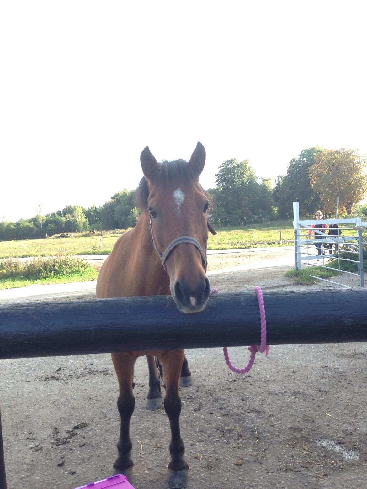 Anden særlig race Vsr st. laban - jeg elsker dig såååå meget<3 billede 14