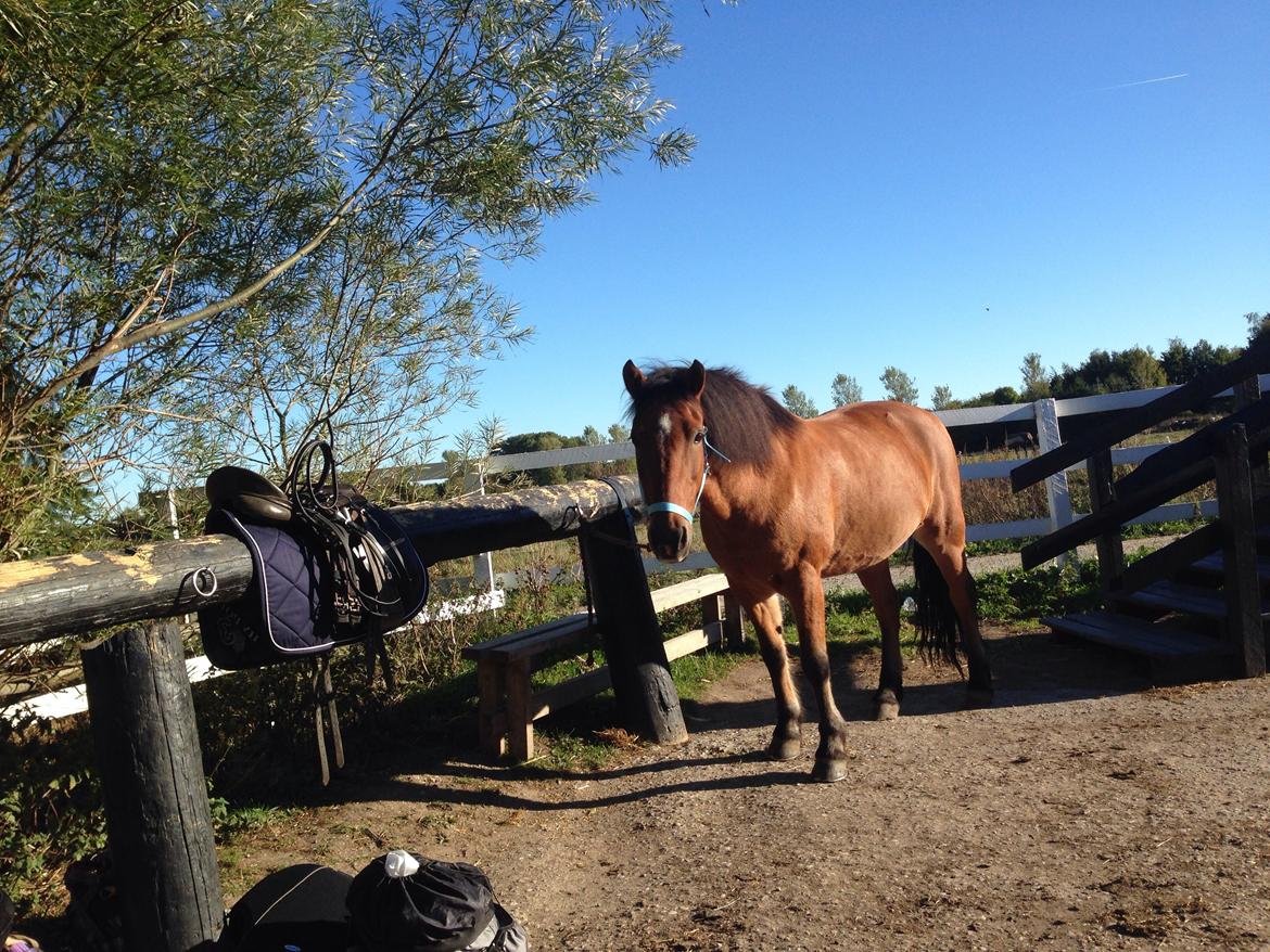 Anden særlig race Vsr st. laban - jeg ved du altid vil være derfor mig<3 billede 16