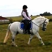 Anden særlig race Felix