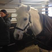 Anden særlig race Felix