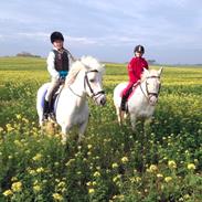 Anden særlig race Felix