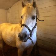 Anden særlig race Felix