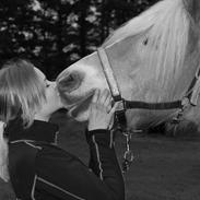 Haflinger Apollon