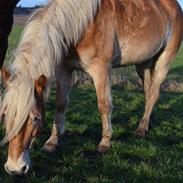 Haflinger Victoria