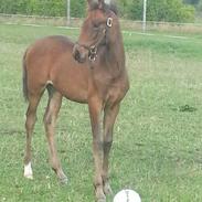 Hispano Araber Skovly's spanish dream
