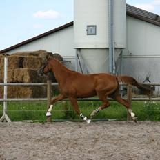 Trakehner Sigurd