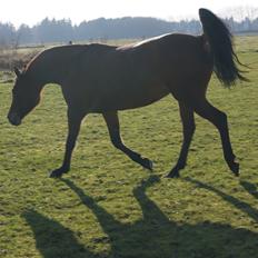 Arabisk fuldblod (OX) AG`S FadFlora