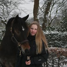 New Forest Dalgaardens Figaro