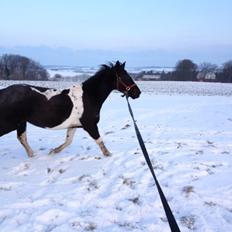 Pinto sioux indian (indi)