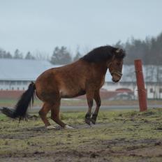 Anden særlig race Flicka