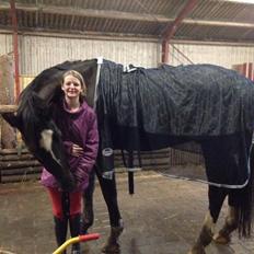 Dansk Varmblod Tatjanas Tjaikovskij