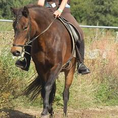 Islænder Bylgja fra solløkke (Min stjerne)