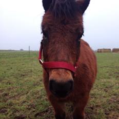 Shetlænder Stjernens Ranee